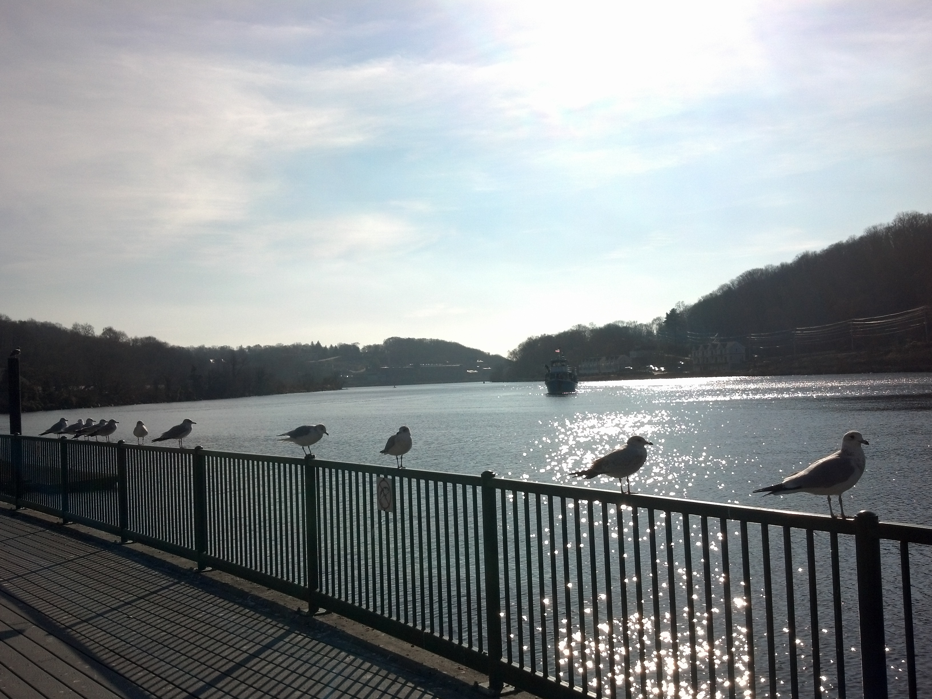 Seagulls at Brown Park